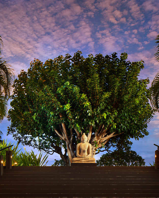 Budda statue in front of a large beautiful tree